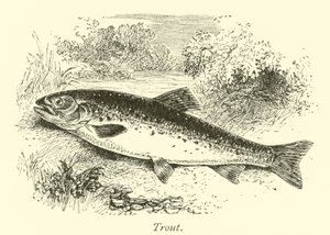 Forel