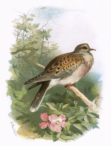Tortelduif