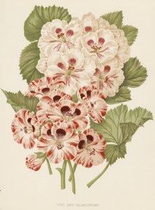 Twee nieuwe pelargoniums (kleurenlitho) door English School