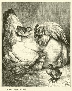Onder de vleugel (gravure) door English School