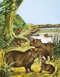 Onbekende dieren bij een vijver