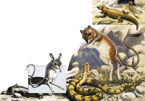 Ongeïdentificeerde dierenmontage met jerboa, slang en schorpioen