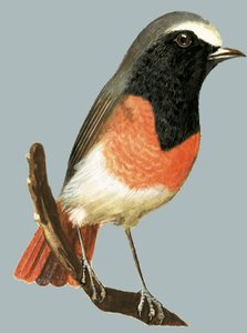 Onbekende vogel