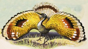 Ongeïdentificeerde Vogel