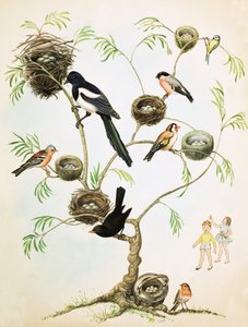 Ongeïdentificeerde vogels en nesten montage