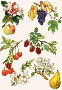 Ongedefinieerde montage van fruit en bessen