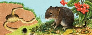 Ongeïdentificeerde Muis en zijn Huis