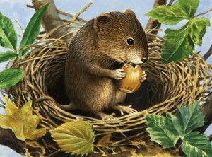 Onbekende muis die eikel eet in nest