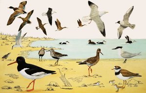 Ongeïdentificeerde Zeevogels Montage door English School