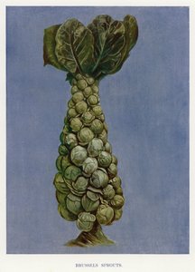 Groentekwekersgids: Spruitjes (kleur litho) door English School