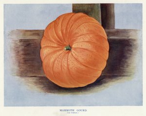 Gids voor Groentetelers: Mammoetkalebas of Pompoen (kleur litho)