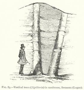 Verticale bomen, Sigillaria, in zandsteen, Swansea, Logan (gravure)