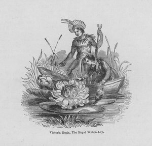 Victoria Regia, de koninklijke waterlelie