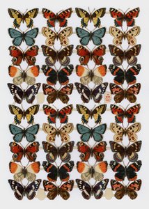 Victoriaanse scraps (chromolitho) door English School