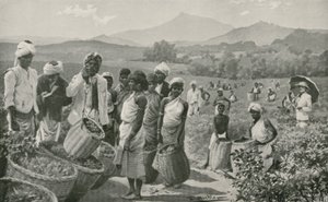 Uitzicht op een theetuin in Ceylon door English School