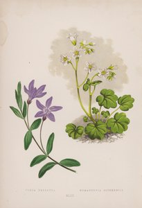 Vinca Herbacea; Romanzovia Sitchensis (kleur litho)