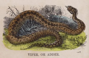 Adder