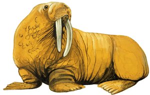 Walrus