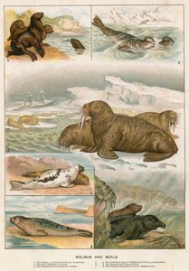 Walrus en Zeehonden door English School