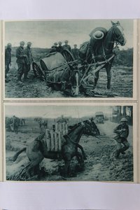 Oorlogspaarden zinken in de modder, Noord-Frankrijk, augustus 1917