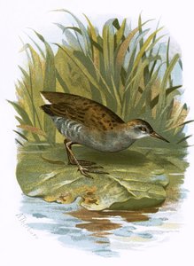 Waterral