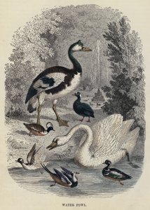 Watervogels (gravure)