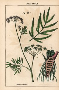 Waterscheerling met bladeren, wortelstructuur en bloemen. Cicuta virosa, uit 