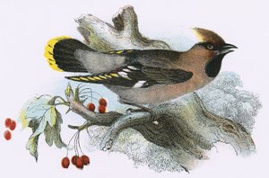 Pestvogel