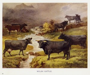 Welsh Vee