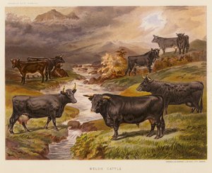 Welsh-vee