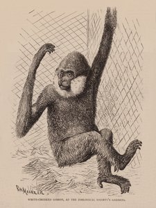 Gibbon met witte wang in de tuinen van de Zoological Society (gravure) door English School