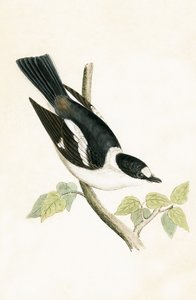 Witkraagvliegenvanger, illustratie uit 