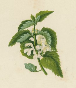 Witte Dovenetel, Lamium Album door English School