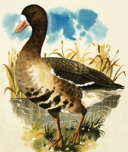 Witbuikgans