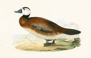 Witte kop eend, illustratie uit 