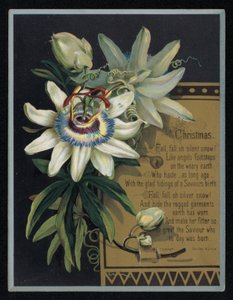 Witte passiebloem, kerstkaart