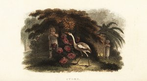 Witte ooievaar, Ciconia ciconia, speelt verstoppertje met kinderen in een tuin door English School
