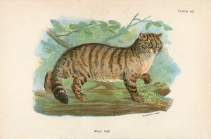 Wilde Kat