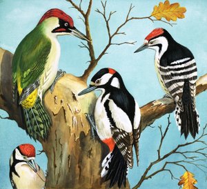 Spechten (gouache op papier)