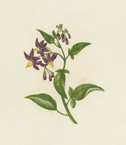 Bitterzoet, Solanum Dulcamara door English School