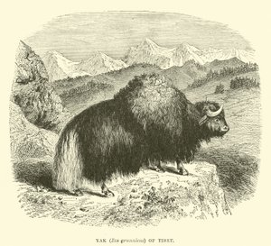 Yak (Bos grunniens) van Tibet