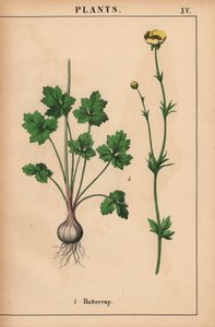 Gele boterbloem, uit 