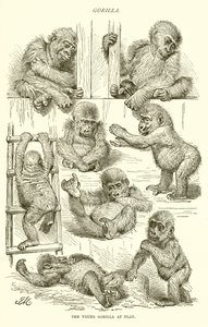 Jonge gorilla aan het spelen door English School