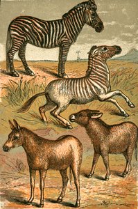 Zebra, Wilde Ezel, Quagga en Gewone Ezel door English School