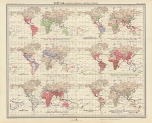Zoogeografie: Reptilia, Lacertilia, Crocodilia, Chelonia, Prosauria