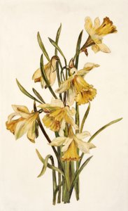 Stilleven, narcissen
