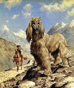 Afghaanse windhond (kleurenlitho)