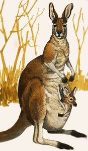 Kangoeroe