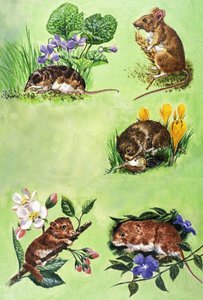 Muizen, woelmuizen en spitsmuizen