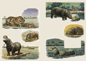 Gluren in de natuur: Het nijlpaard
